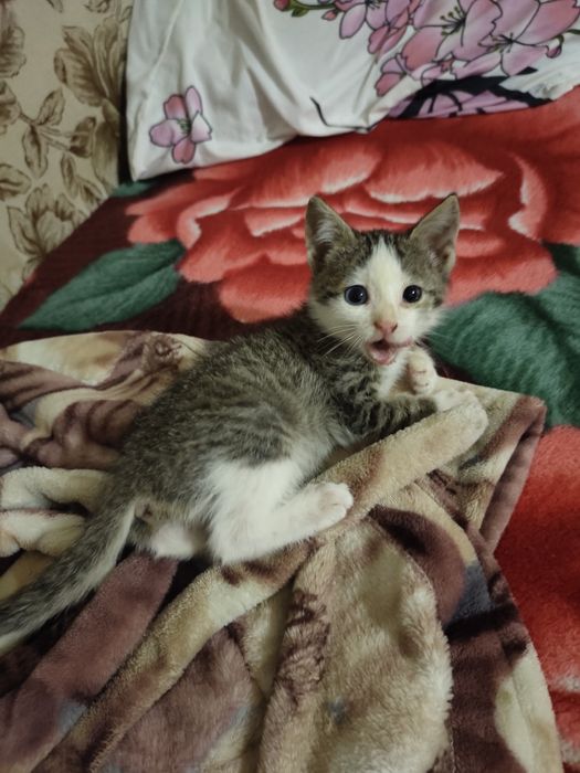 Котёнок ищет новый дом