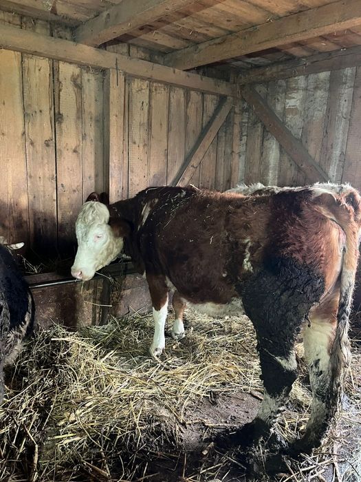 Vând junici si o vaca