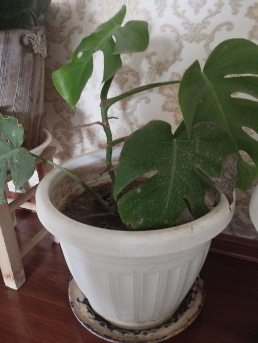 продаётся монстера