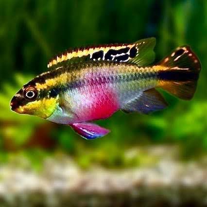Пельвикахромис пульхер попугайчик