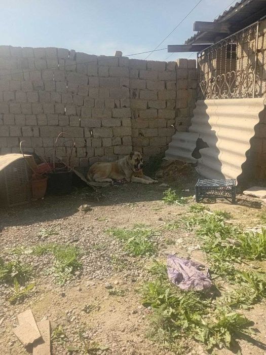 Среднеазиатская Овчарка