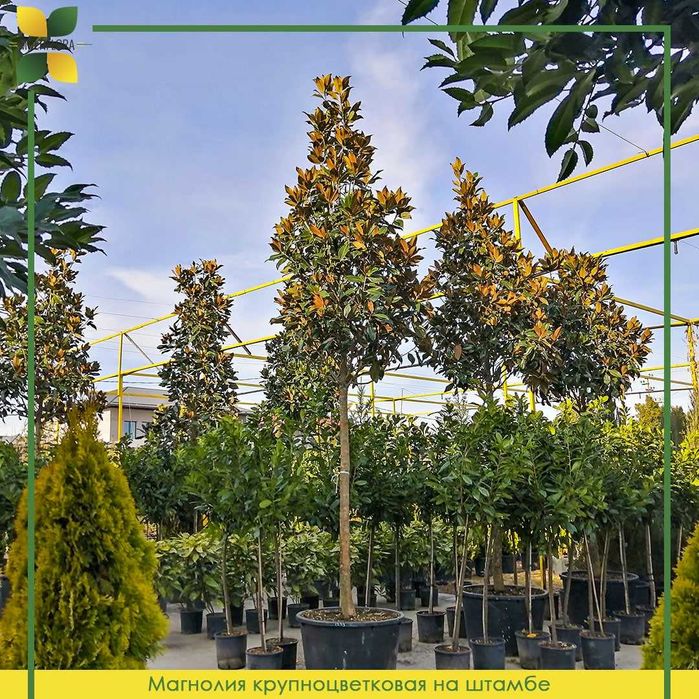 Магнолия на штамбе, магнолия оптом и в розницу