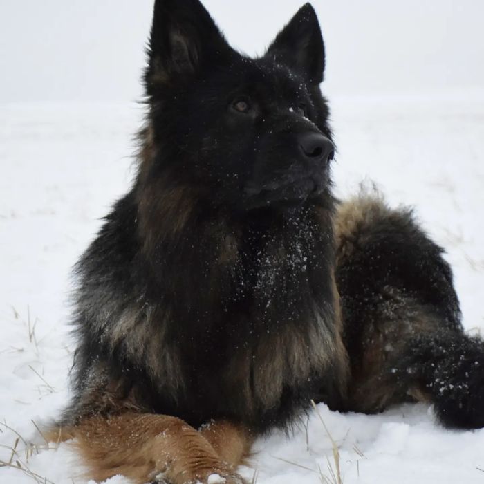 Питомник Немецких овчарок. Щенки. Продам.