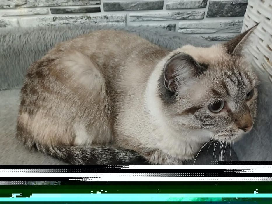 Срочно ищем дом  для кисуни