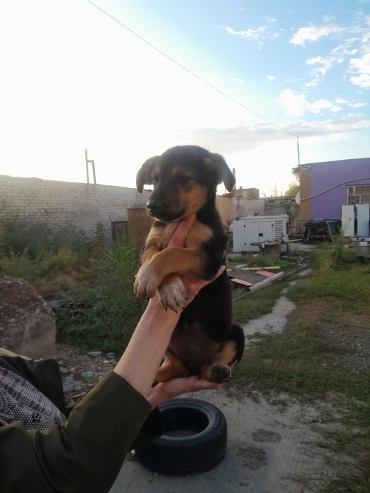 Отдадим в самые лучшие руки щенков.