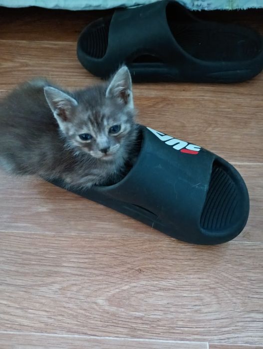 Отдам котят в добрые руки