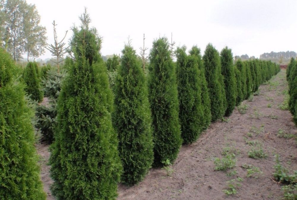 Tuia 1.8 - 2m / vand tuhja smarald. Pepinirea de plante ornamentale