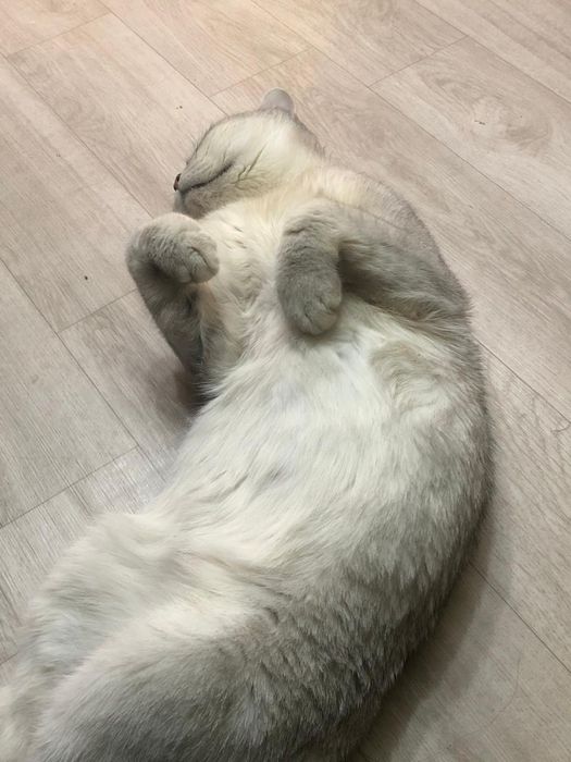 Кот британский 3 года