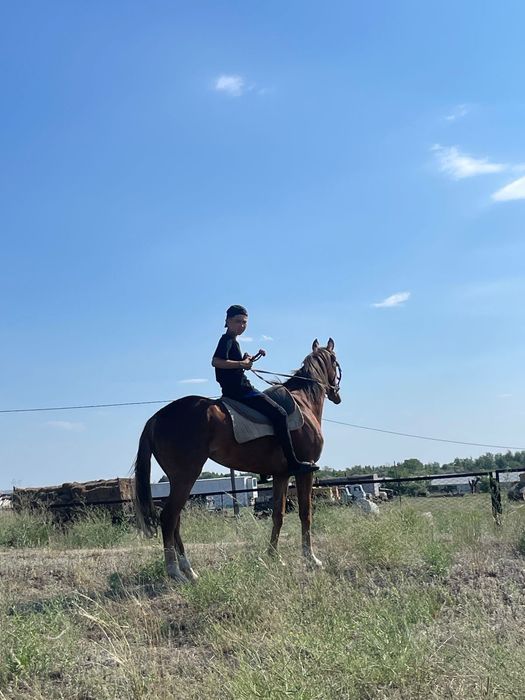 Қостанай тұқымды байтал