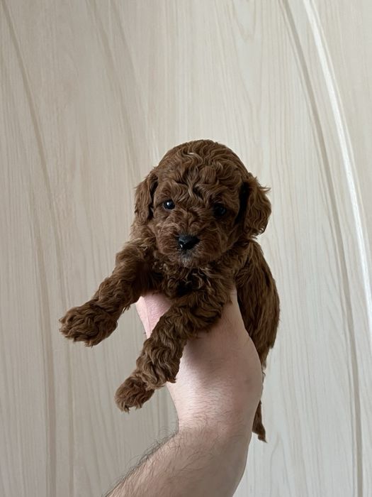 Той Пуделчета мини мини