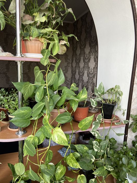 Продам  вьющиеся сортовые сциндапсусы(3вида)