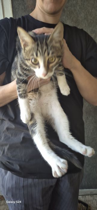 Котенца за отглеждане
