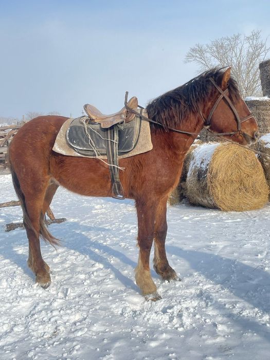 Продам жеребца четыре города