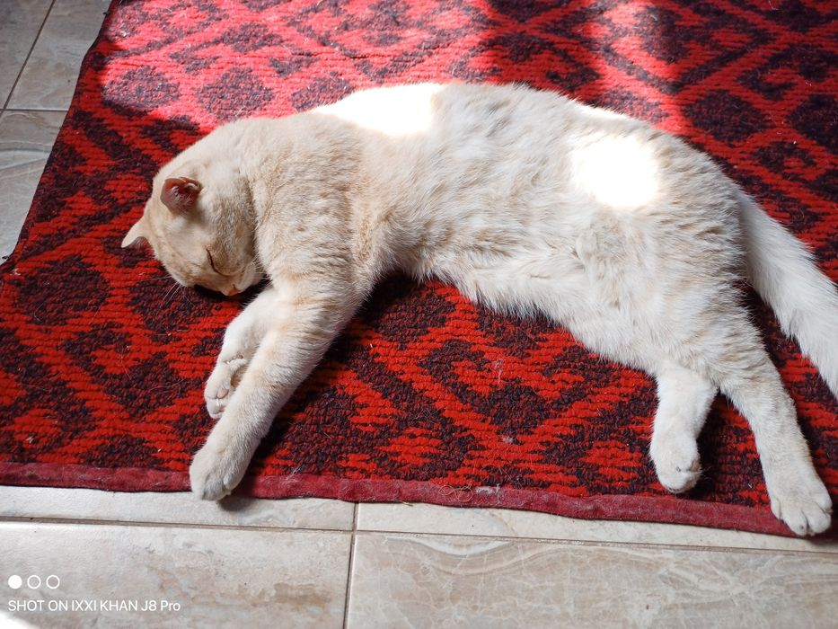 Шотландский кот сатылады