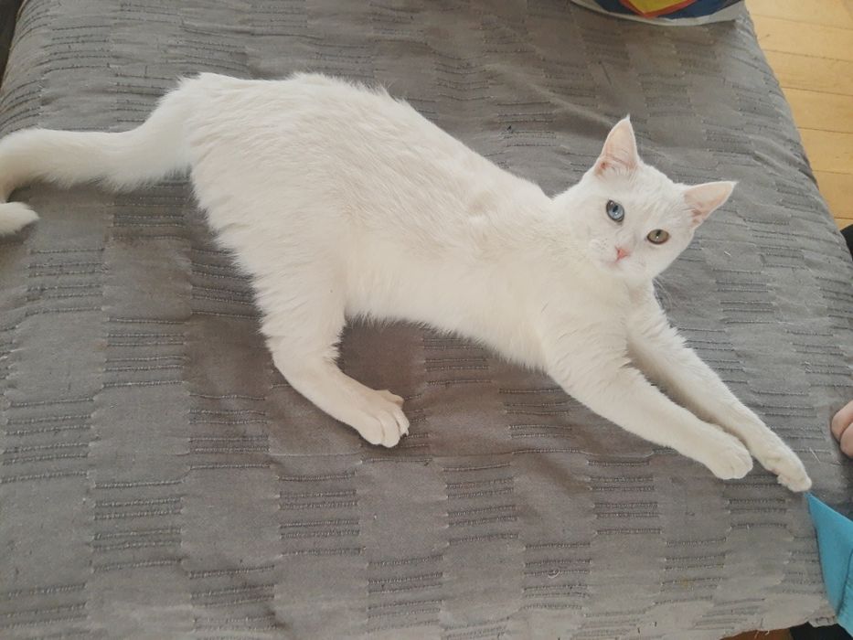 Подарявам котка .
