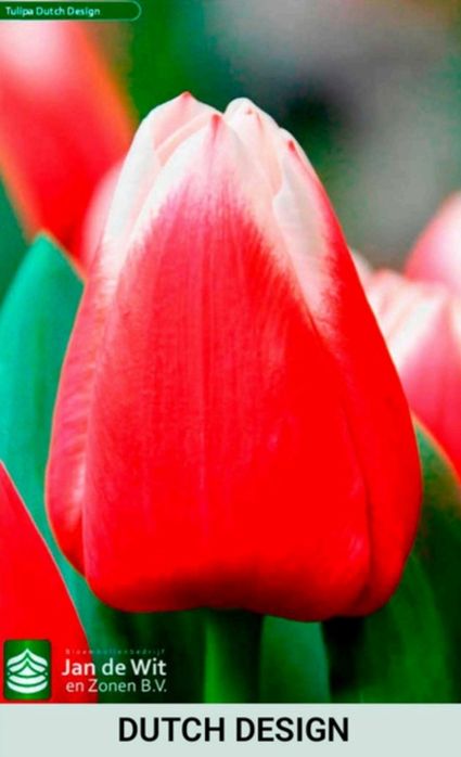 Шикарные тюльпаны к 8 марта