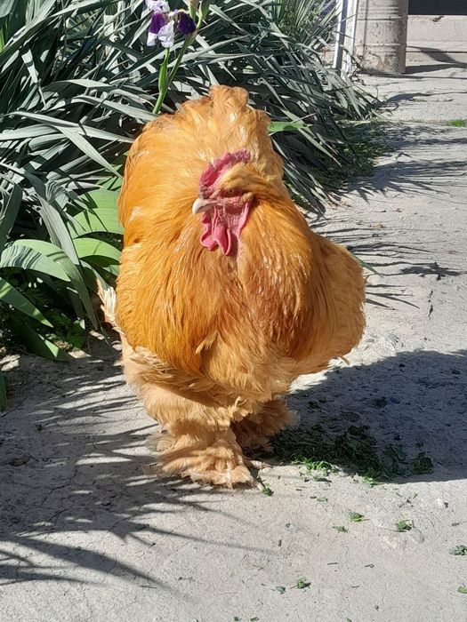 Prodayutsya teplyata  kohinhena rpaleviye mramori i beliye