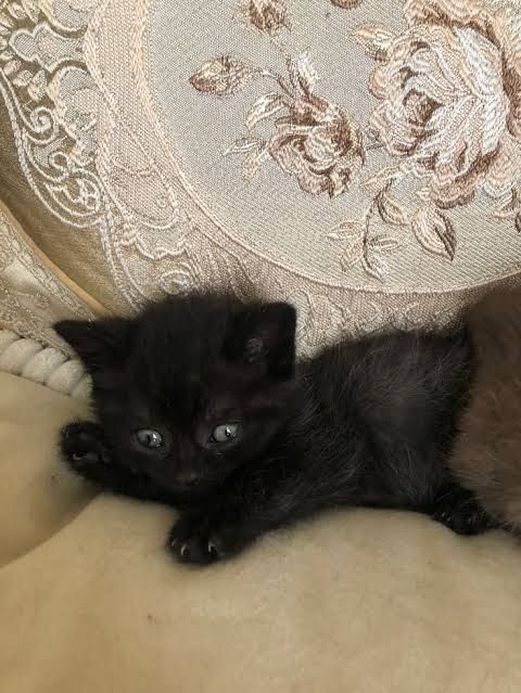 Отдам в хорошие руки котят..