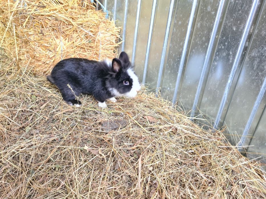 Mascul iepure Cap de Leu