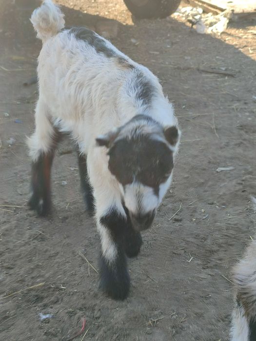 Козлик ламанча на племя