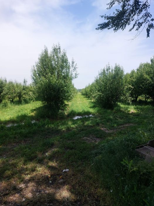 Сад продам 5 гектаров ниже Бака