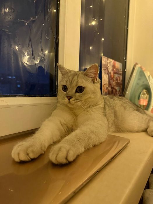 Продам котенка британец