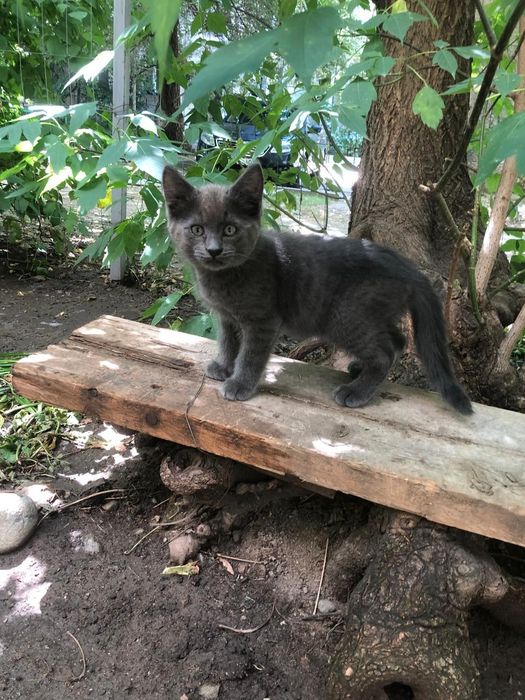Отдам бесплатно котенка