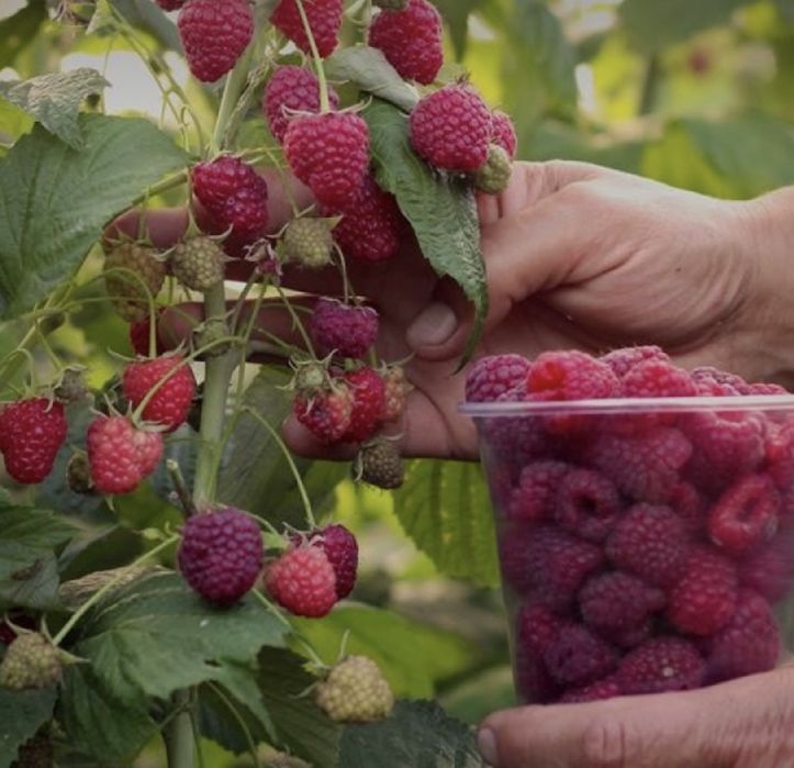 Продам саженцы малины