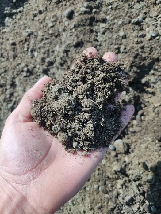 Chirindi Go'ng o'g'tlar bog'larga, ko'chatlarga, gazonga