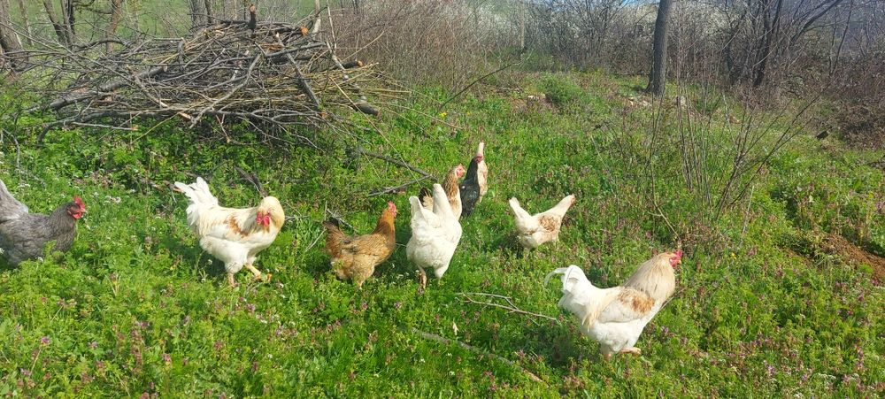 Оплодени яйца от кокошки