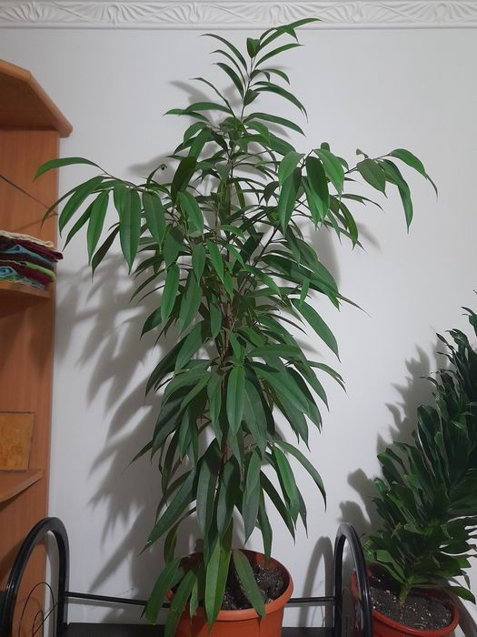 Комнатные цветы разные