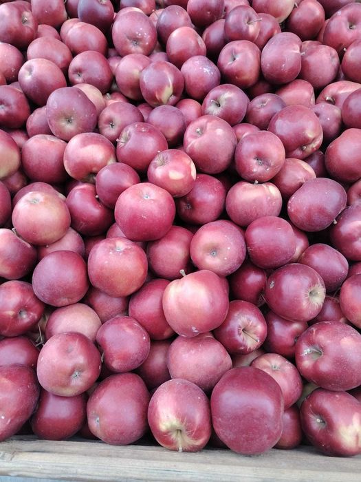 Vand mere si Pere,Polonia cal 1.