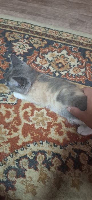 Отдам котёнка в добрые руки.