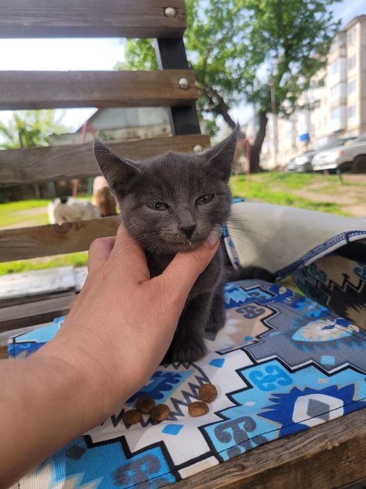 уральск котенок девочка