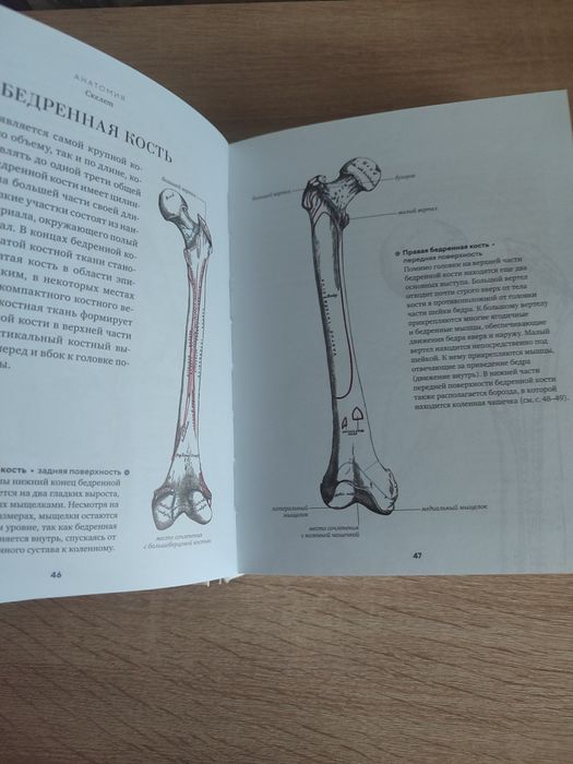 Анатомия  для медицинский колледжей.