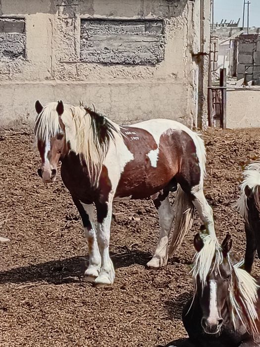 Продам Айғыр Красавчик