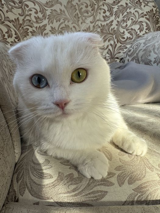 Милые котята ищут любящих хозяев