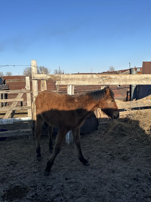 Продам 12 голов лошадей