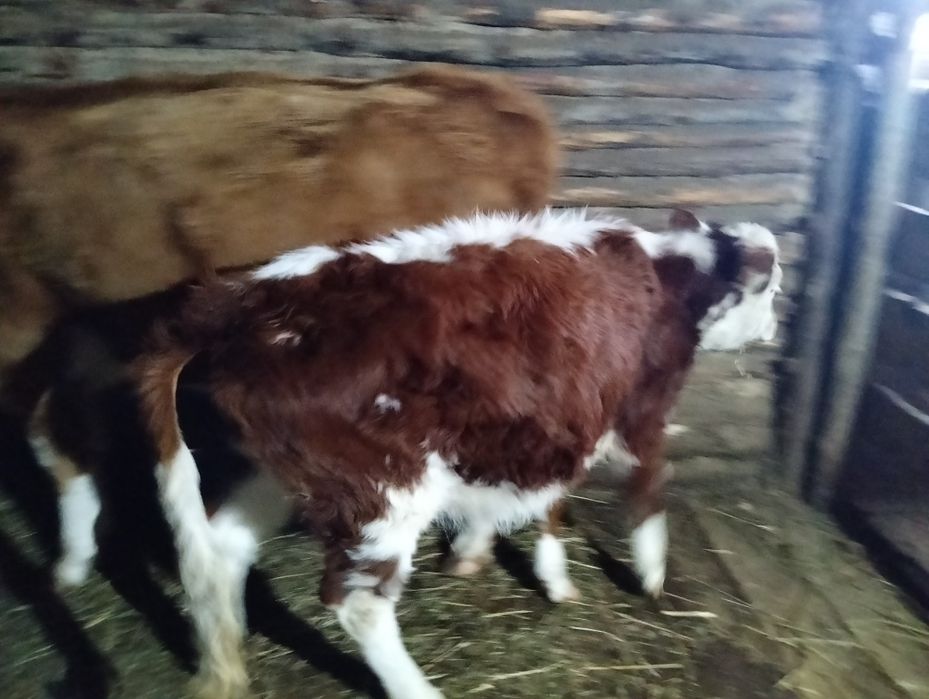 Продам двух телок 7 месяцев.