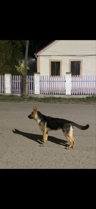 Немецкая овчарка