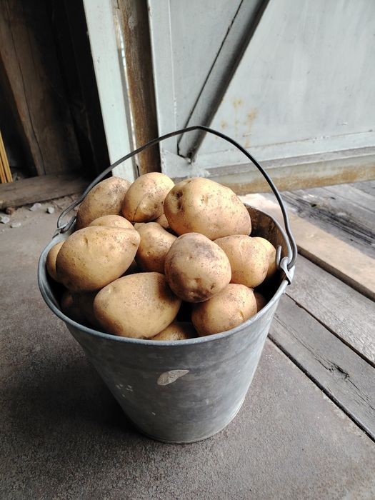 Продам домашний картофель