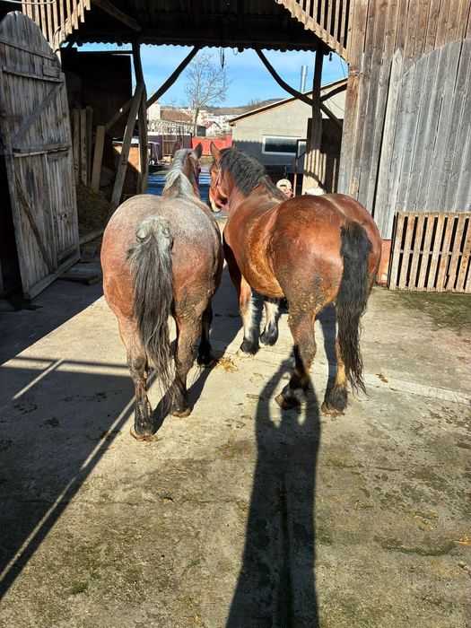 Super iepe de vanzare