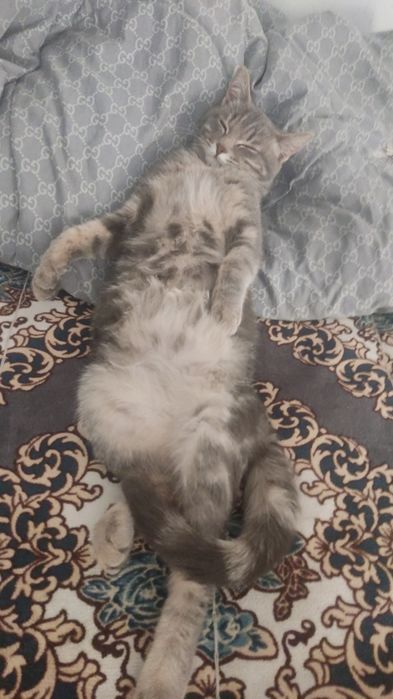 Отдаю кота в хорошие руки