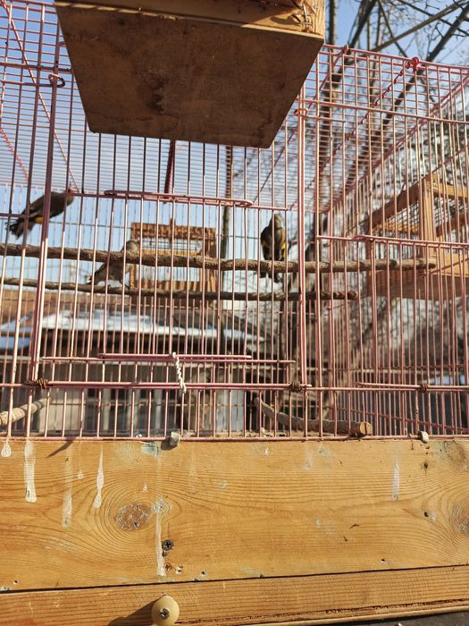 Щеглы  седоголовые, простушки