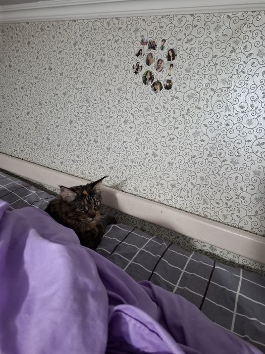 Продам кошку мейн куна