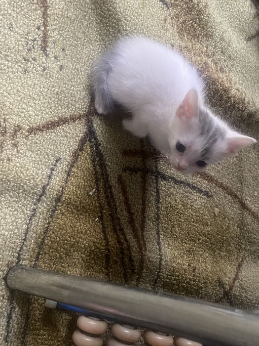 Котенок девочка в добрые рукм