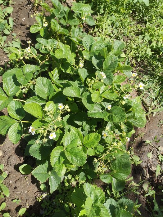 Продам дом Пришахтинск Обмен