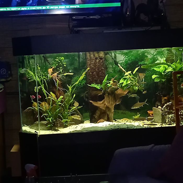Продавам аквариума, става и за костенурки
