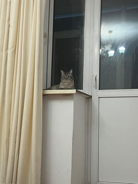 Кошка лепард кошка