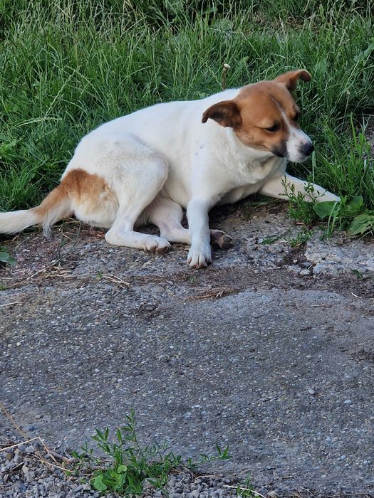 Catelusa pentru adoptie